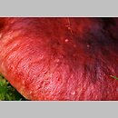 znalezisko 20120902.02092012-7JS.jsb - Russula rhodopus (gołąbek czerwononogi); gm. Lubomierz, k. Zalesia, Pogorze Izerskie