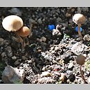 znalezisko 20150605.05062015-1JS.jsb - Conocybe microrrhiza (stożkówka krótkokorzeniasta); Wleń, Pogórze Izerskie