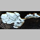 znalezisko 20091021.21102009-4JS.jsb - Skeletocutis nivea (szkieletnica biaława); gm. Wleń, k. Bystrzycy, Pogórze Kaczawskie