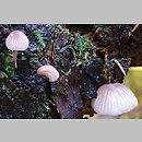 znalezisko 20091030.30102009-1JS.jsb - Mycena rubromarginata (grzybówka czerwonoostrzowa); gm. Wleń, k. Wlenia, Pogórze Kaczawskie