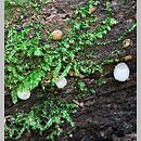 znalezisko 20130831.31082013-4JS.jsb - Coprinopsis laanii (czernidłak omączony); Gm. Wleń, Pogórze Izerskie, Góra Gniazdo