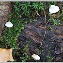 znalezisko 20131017.17102013-4JS.jsb - Phloeomana minutula (grzybówka cuchnąca); gm. Świerzawa, k. Rząśnika, Pogórze Kaczawskie