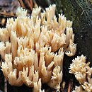 Phaeoclavulina abietina (koralówka zielonawa)