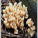znalezisko 20140903.03092014-2JS.jsb - Phaeoclavulina abietina (koralówka zielonawa); gm. Wleń, k. Bystrzycy, Pogórze Kaczawskie