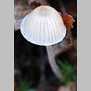 znalezisko 20151121.21112015-3JS.jsb - Mycena pseudopicta (grzybówka białawoostrzowa); gm. Wleń, k. Tarczyna, Góry Kaczawskie