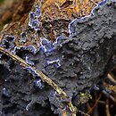 Terana caerulea (piÄ™knoskÃ³rnik modry)