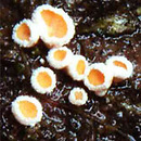 Lachnellula willkommii (wełniczka pasożytnicza)