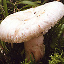 Lactarius pubescens (mleczaj omszony)