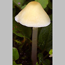 Atheniella flavoalba (grzybówka żółtobiała)
