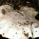 Amaropostia stiptica (drobnoporek gorzki)