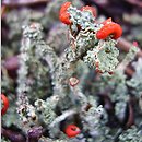 Cladonia bellidiflora (chrobotek strojny)