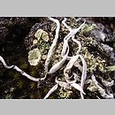 znalezisko 00010000.7.mwg - Thamnolia vermicularis (szydlina różowa)