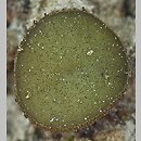 znalezisko 20190608.1.rkz - Ascobolus viridis; Dębszczyzna gm.Strzyżewice, pow. lubelski, woj. lubelskie