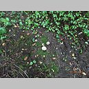 znalezisko 20170912.GREJ_ID-330315.rotom - Russula subterfurcata; mazowieckie, pow. przasnyski, ok.2 km na NE od Czernice Borowe