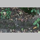 znalezisko 20170926.GREJ322927.rotom - Russula carpini (gołąbek grabowy); woj. mazowieckie, pow. przasnyski, gm. Czernice Borowe, ok 2 km na NE od Czernic Borowych