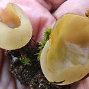 Sowerbyella radiculata