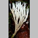 Ramariopsis kunzei (koralownik białawy)