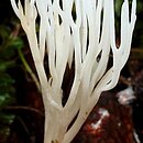 znalezisko 20081004.BGF081004-0016.tp - Ramariopsis kunzei (koralownik białawy); Dolny Śląsk, Góry Kaczawskie