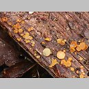 znalezisko 20030523.2.ww - Arachnopeziza aurelia (pajęczynkokustrzebka złotożółta); Kotlina Sandomierska