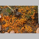 znalezisko 20061018.2.ww - Kotlabaea deformis (oranżówka niekształtna); Kotlina Sandomierska
