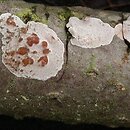 Peniophora polygonia (powłocznica osikowa)