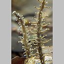 znalezisko 20060909.1.wp - Dendrocollybia racemosa (pieniążek rozgałęzionotrzonowy); Sopot,Trójmiejski Park Krajobrazowy