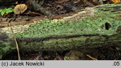 Calicium viride (paÅ‚ecznik zielony)