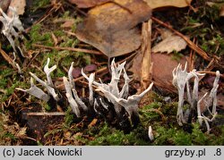 Xylaria hypoxylon (próchnilec gałęzisty)