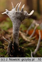 Xylaria hypoxylon (próchnilec gałęzisty)