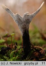 Xylaria hypoxylon (próchnilec gałęzisty)