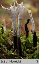 Xylaria hypoxylon (próchnilec gałęzisty)