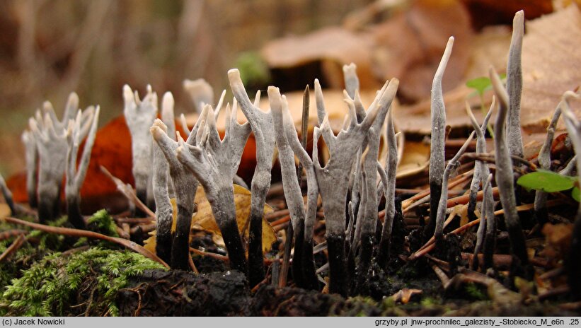 Xylaria hypoxylon (próchnilec gałęzisty)