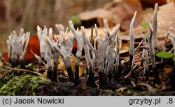 Xylaria hypoxylon (próchnilec gałęzisty)