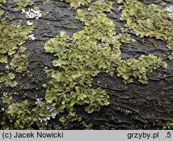 Melanohalea exasperatula (przylepniczka łuseczkowata)