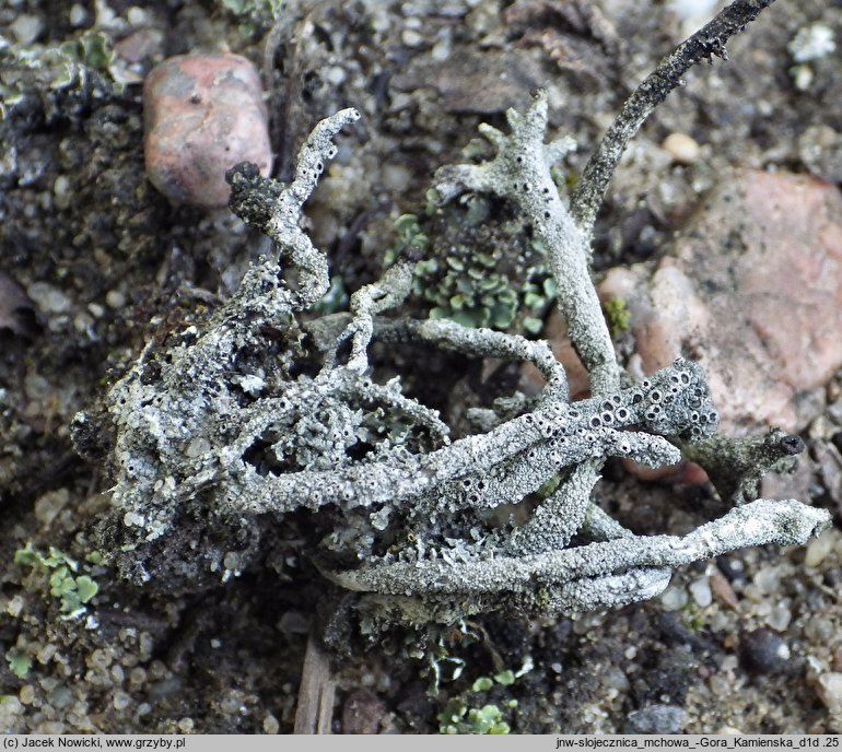 Diploschistes muscorum (słojecznica mchowa)