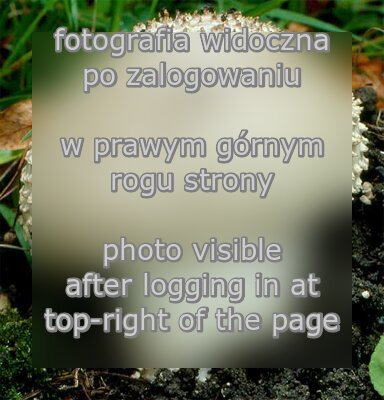 Cortinarius violaceus ssp. violaceus (zasÅ‚onak fioletowy typowy)