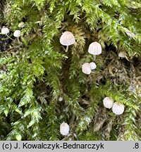 Phloeomana hiemalis (grzybówka zimowa)