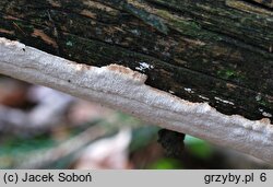 Resinoporia crassa (jamkówka gruba)