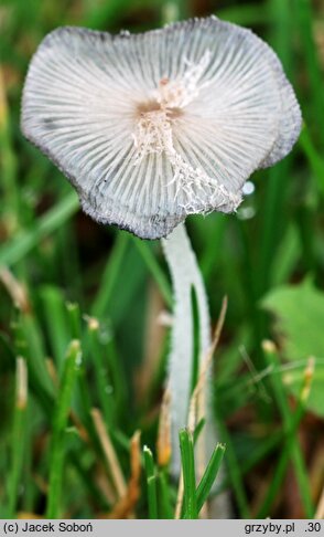 Coprinopsis lagopus var. vacillans