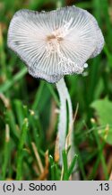 Coprinopsis lagopus var. vacillans