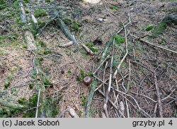 Cortinarius brunneus (zasłonak brunatny)