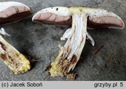 Agaricus moelleri (pieczarka szarołuskowa)