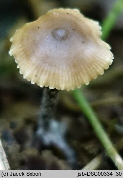 Myochromella boudieri