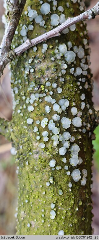 Tremella globispora (trzęsak kulistozarodnikowy)