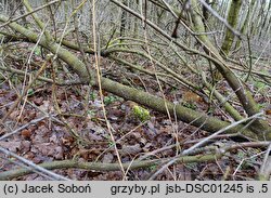 Tremella globispora (trzęsak kulistozarodnikowy)