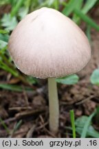 Psathyrella friesii