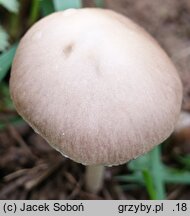 Psathyrella friesii