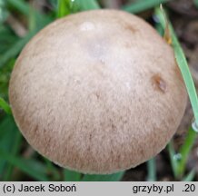 Psathyrella friesii