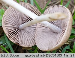 Psathyrella friesii