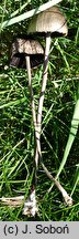 Panaeolus acuminatus (kołpaczek ostrowierzchołkowy)